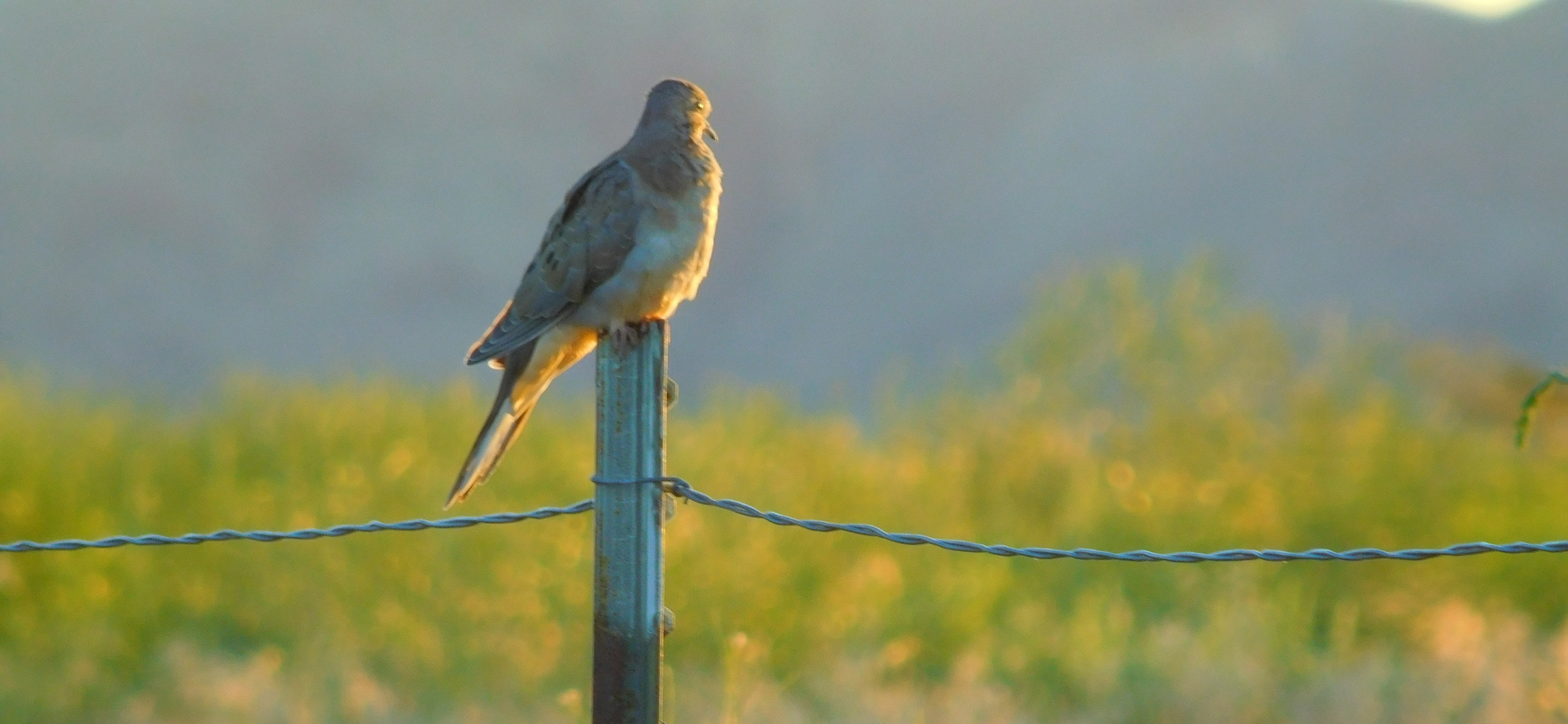 My Mother I Didn’t Recognize