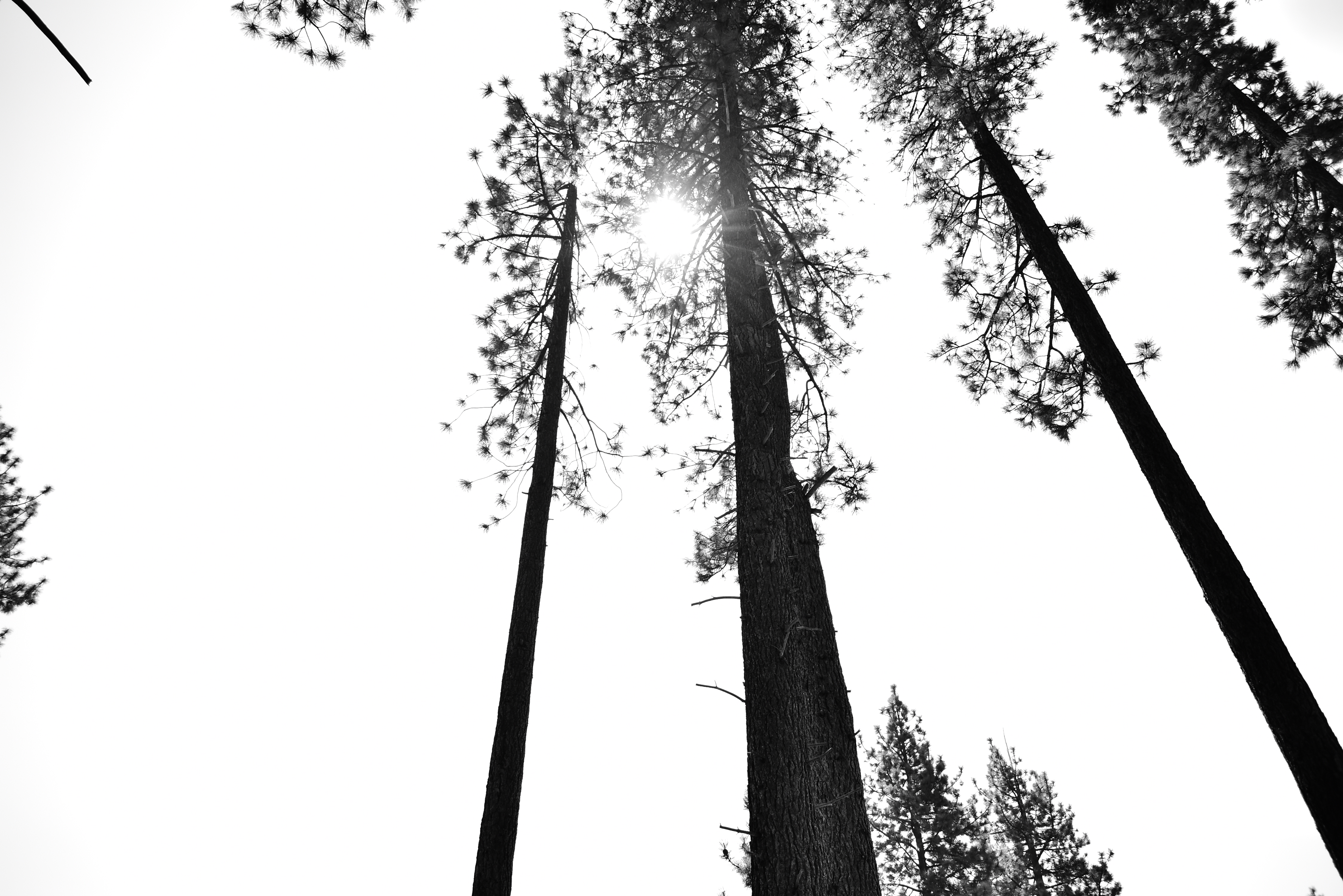 This Longing In My Heart