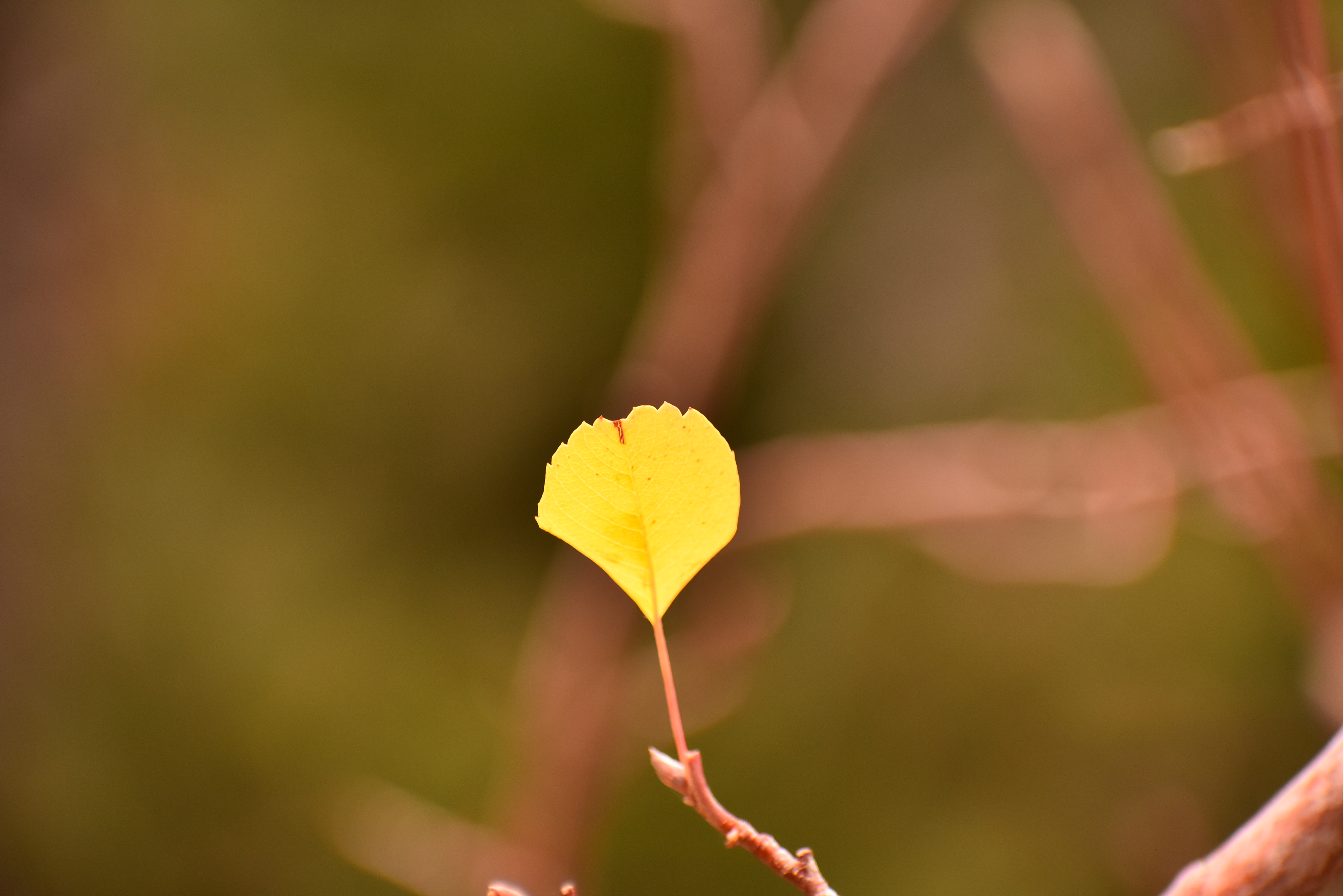 All These Things Will Fall