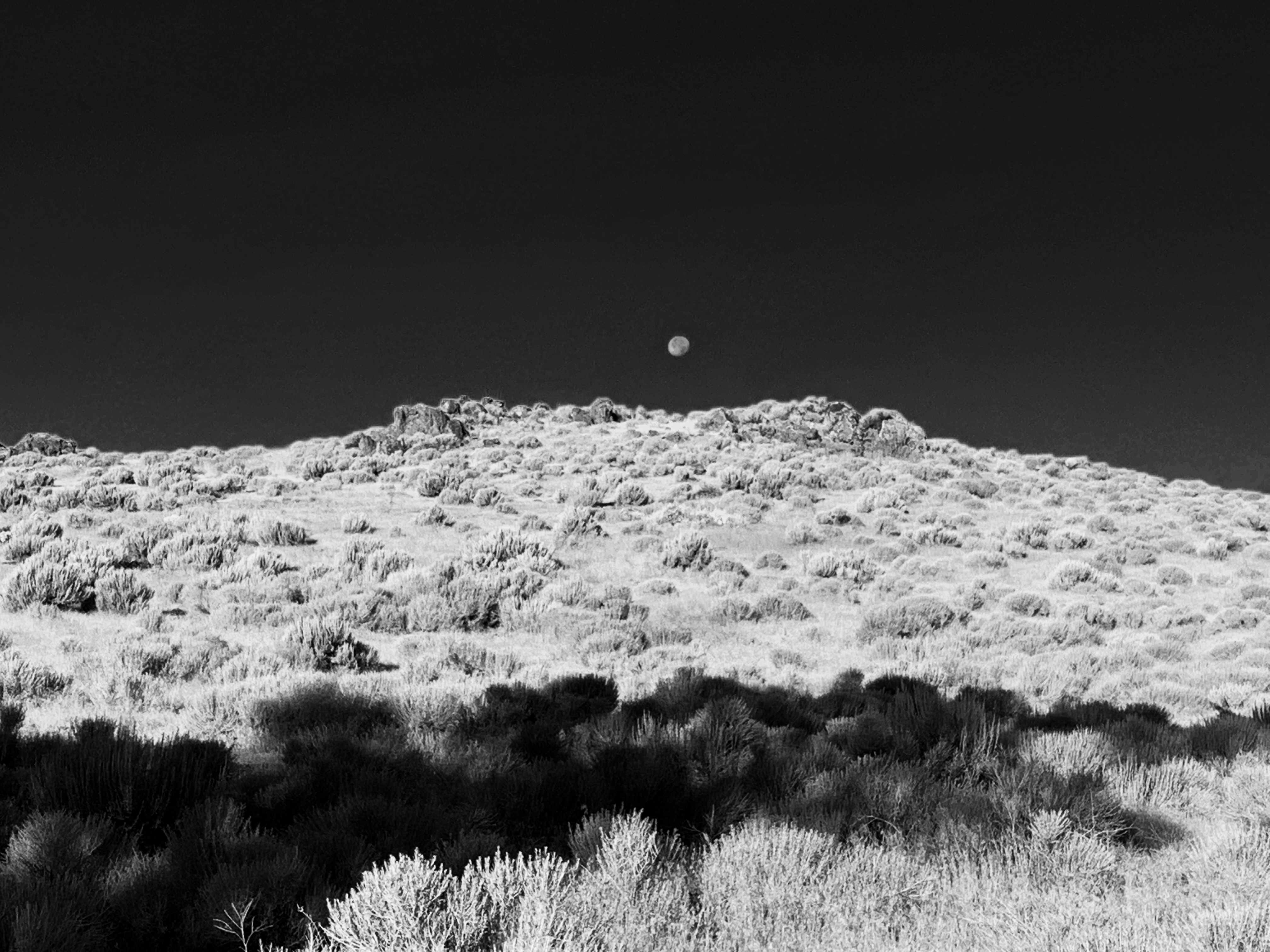 Early Bird Sees the Beauty