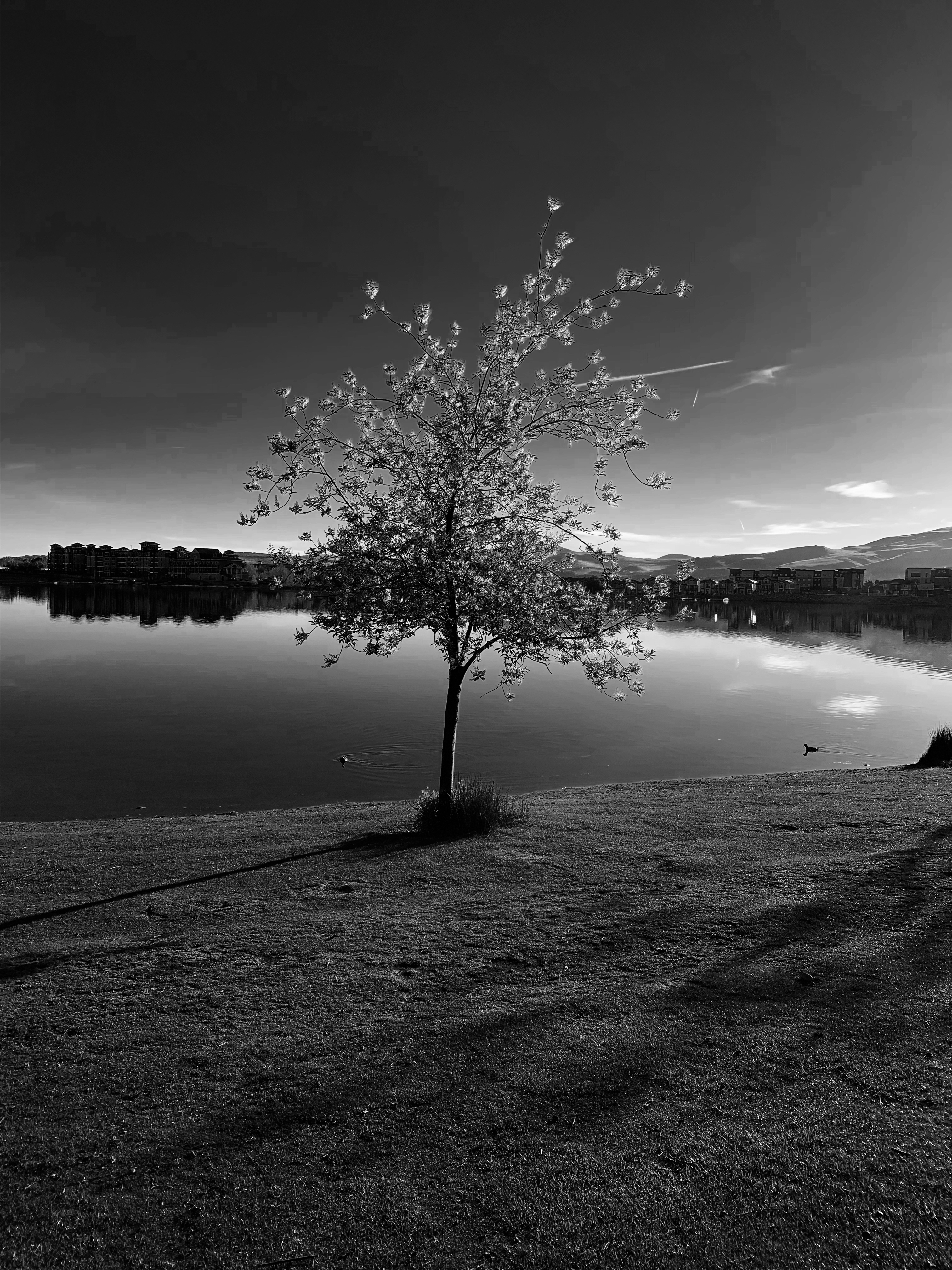 Still On the Throne (Song)