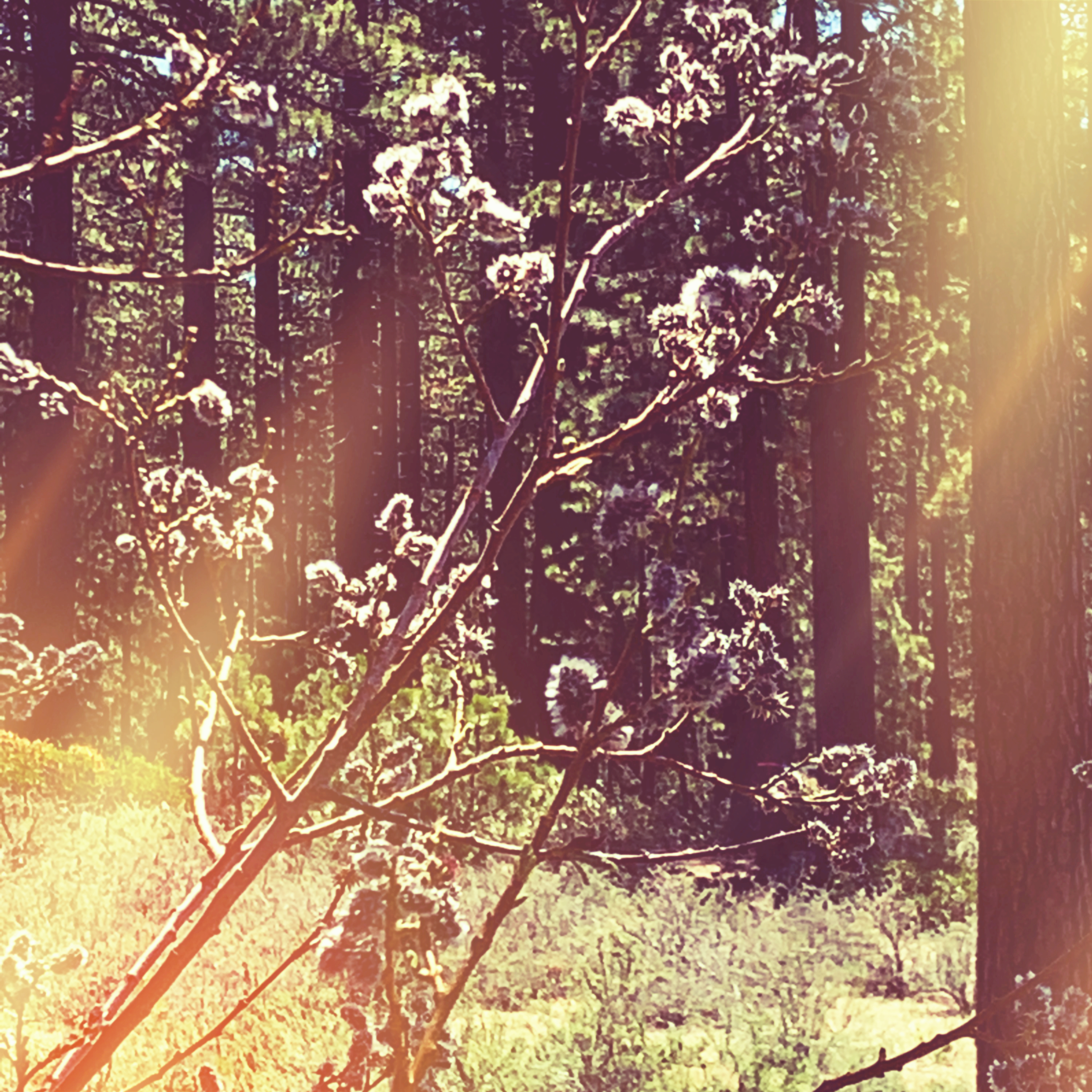 This Is the Day the LORD Has Made