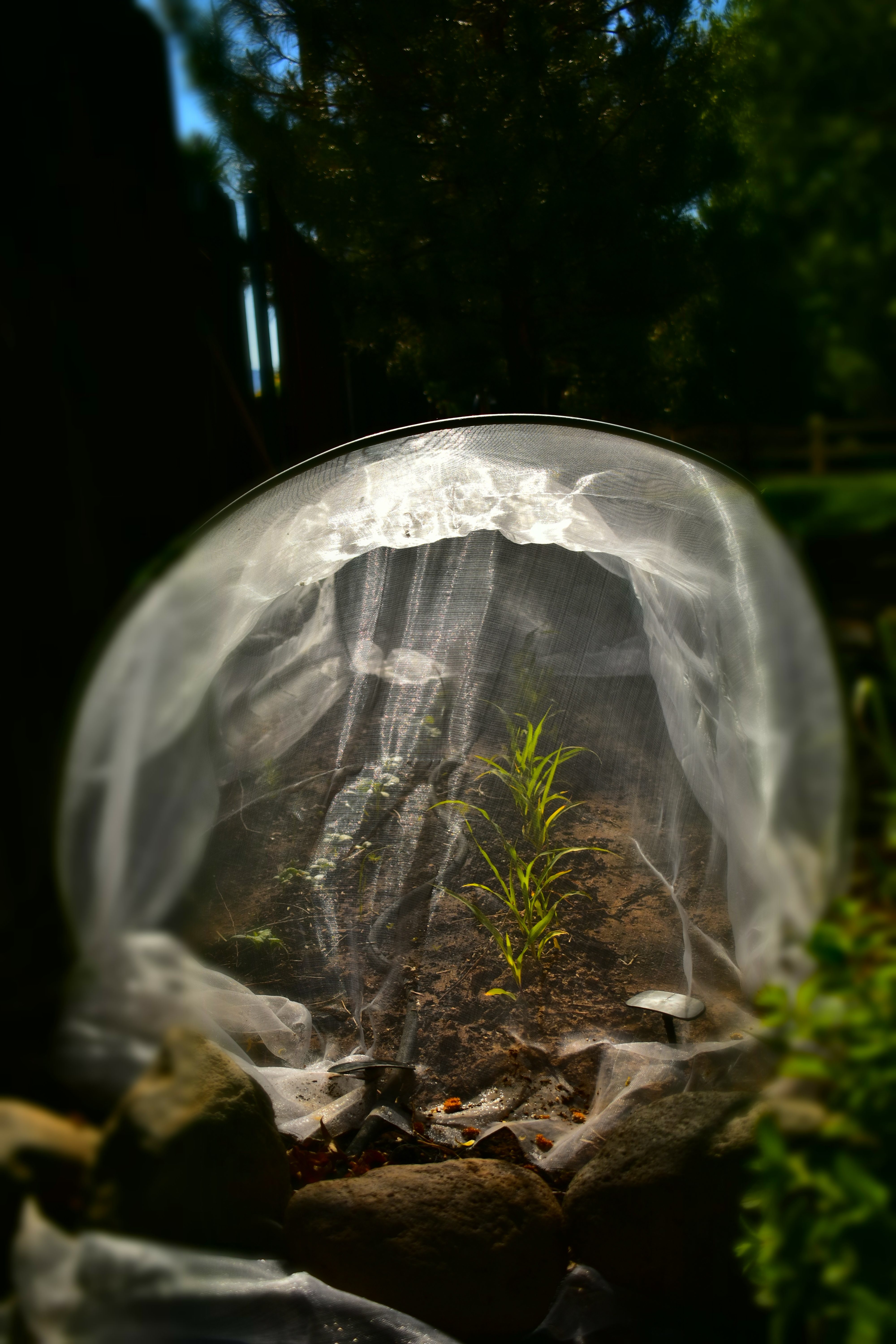 The Incredulous Gardener